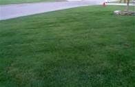 Turf Type Tall Fescue 5 LB