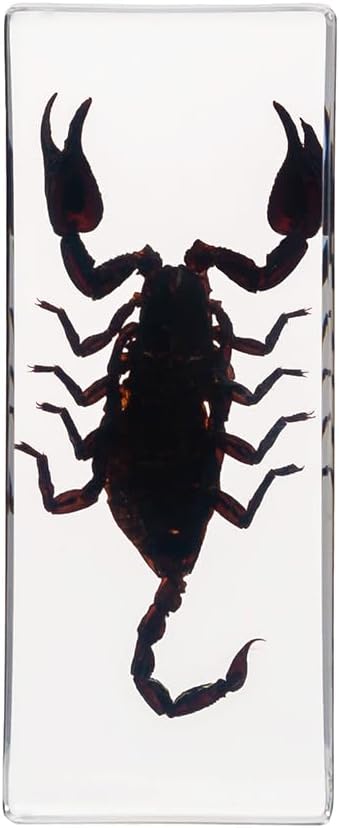 Real Insect Resin Specimen Centipede Paperweight for Science Education and Classroom Biology Perfect Bug Collection Supplies for Teachers and Students (Rainforest Scorpion(110x45x27mm))