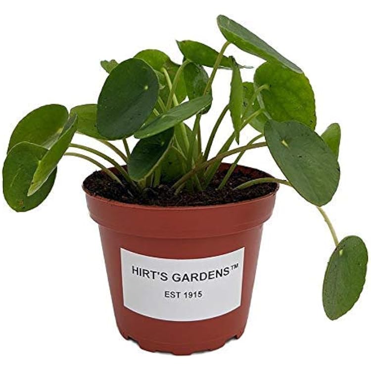 9GreenBox Chinese Money Plant - Pilea peperomioides - 4 Pot