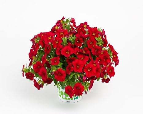 100Pcs Mixed Calibrachoa Petunia Flower Seeds