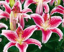 (3) Dwarf Stargazer, Rosy Dimple Oriental Lily Simply Beautiful, Blooming Sized Bulbs, Seeds*Bulbs*Plants*&More