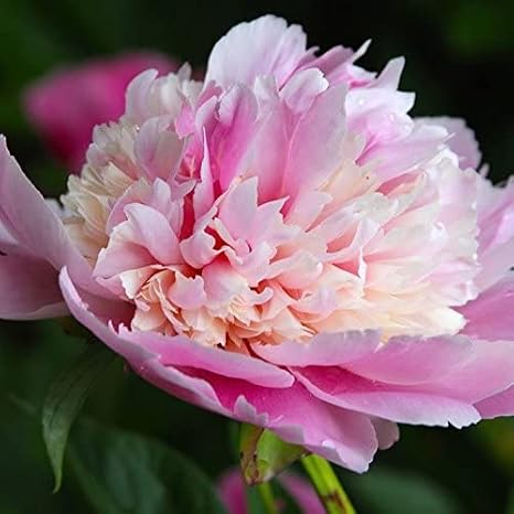 Whopper Bareroot Peony, 2-3 Eye, Great for Fall Planting! (2) Deer Resistant