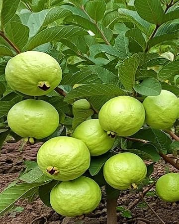 100pcs Green Guava Tree Seeds.