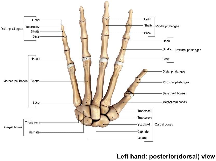Laminated Human Left Hand Posterior Dorsal View Bones Anatomy Chart Medical Scientific Science Class Classroom Lab Doctor Office Poster Dry Erase Wall Art 24x16