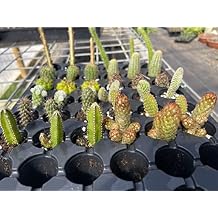 36Pc. of cacti and Succulents Mix