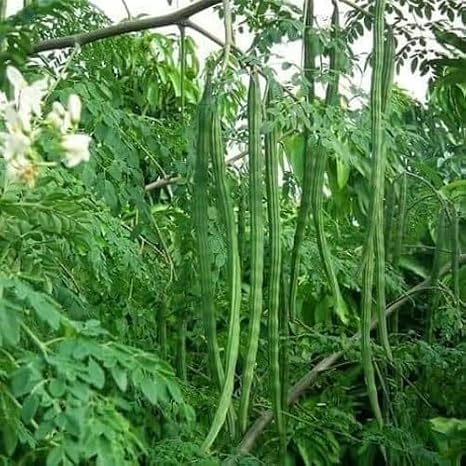 100pcs Green Moringa Tree Seeds.