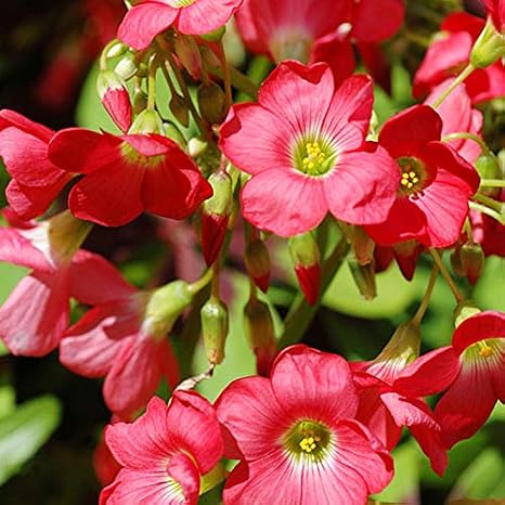 Iron Cross (Oxalis) Flower Bulbs - 25 Bulbs per Pack - Good for Indoor Forcing - Four Leaf Clover