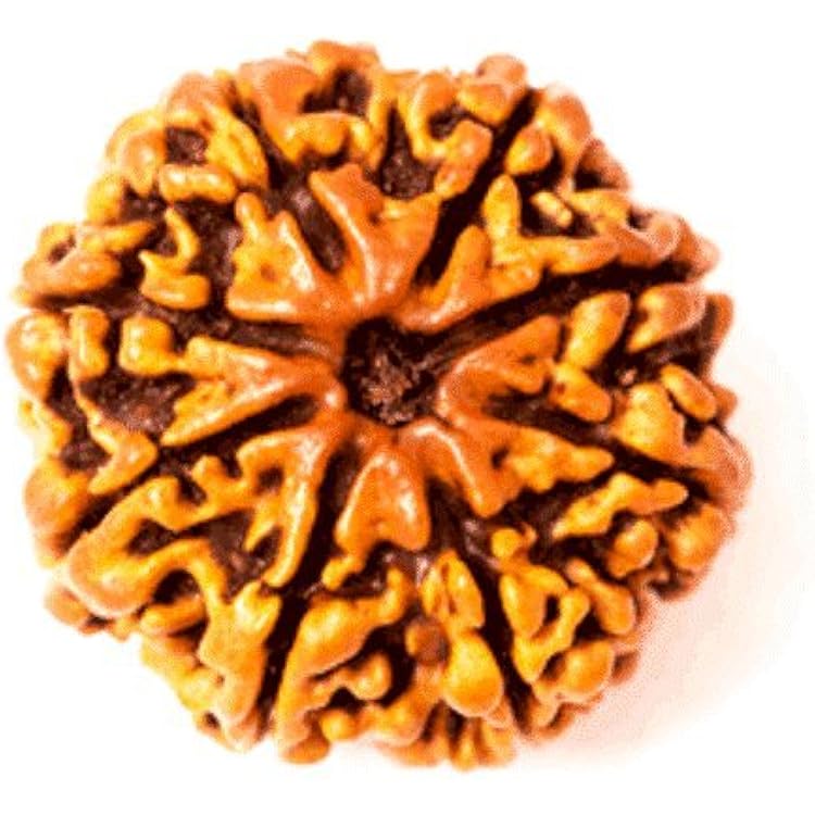 Ramneek Jewels Divya Shakti 100% Original Nepali Eight Face Rudraksha 8 Mukhi Rudraksh 19 M.M Spiritual and Healing Product