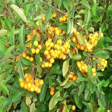 100Pcs Yellow Pyracantha Fruit Seeds