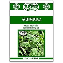Arugula Seeds - 1000 Seeds Non-GMO
