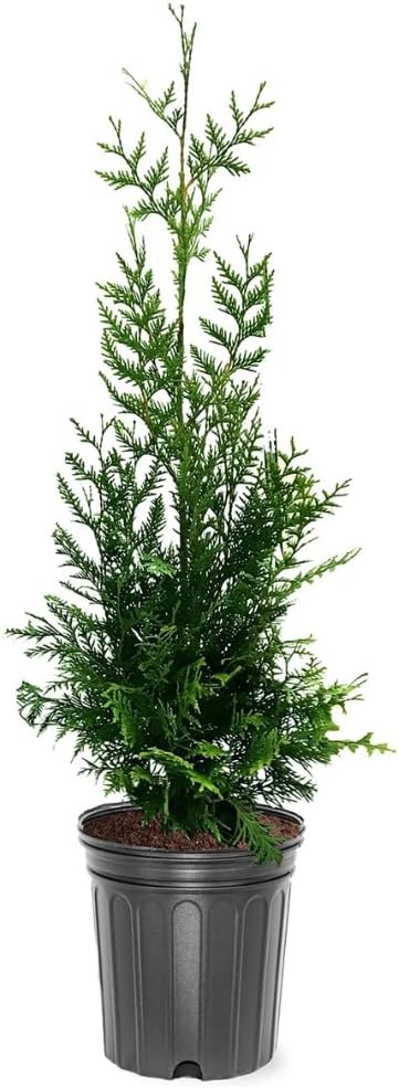 Generic Green Giant Thuga, Evergreen, Fast Growing, Rich Colored Foliage, 3 gal, Nursery Pot