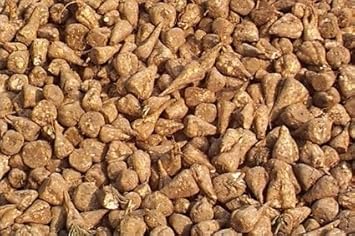 SeedRanch Sugar Beet Seed - 5 Lbs.