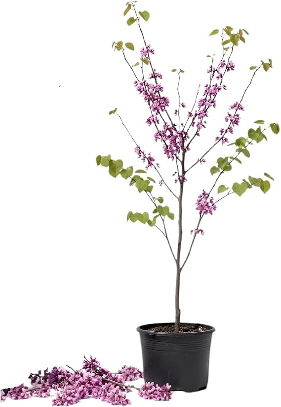Eastern Redbud Tree for Planting in Quart Pot, 12-18 Inch Tall, Sturdy Cold Hardy Ornamental Plant with Pink Spring Blooms, Low Maintenance Landscape Tree with Heart-Shaped Foliage