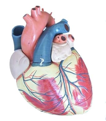Wellden 3X Enlarged Human Heart Model, 3-Part, 3D Wall Art, Heart Model, Office/Home Office/Classroom/Study Room/Conference Room