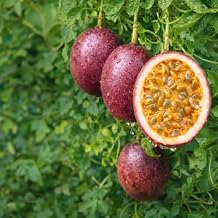 Passion Fruit Seeds 50 Seeds for Planting Purple Tropical Climbing Vine Fruit Plant