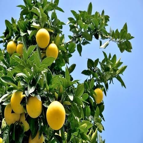 100pcs Yellow Grapefruit Seeds