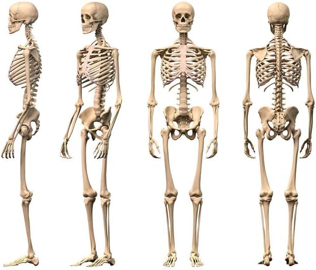 Male Human Skeleton Front Back Side Views Anatomy Medical Chart Cool Wall Art Print Poster 24x16