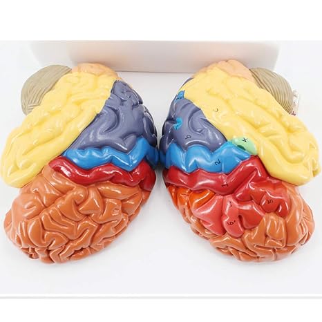 1:1 Life Size Simulation Medical Cerebral Anatomical Model 2 Parts with Base Color-Coded Human Regional Brain | Vivid Colors to Identify The Different Brain Functions