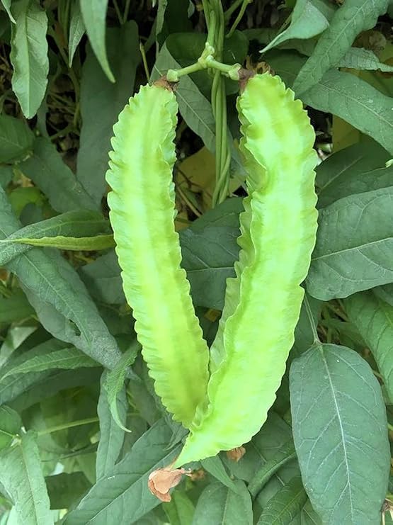 20+ Winged Bean Seeds Dragon Goa Asparagus Sigarilyas Chathura Payar Non GMO Heirloom