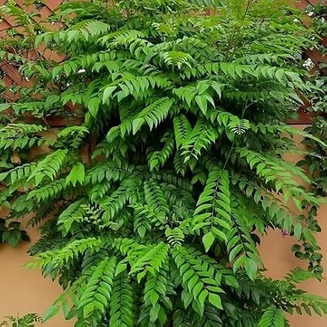 100pcs Curry Leaf Tree Seeds Green