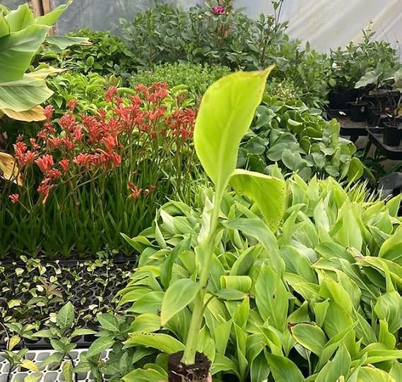 Musa Basjoo | Hardy Banana | Plug Plant