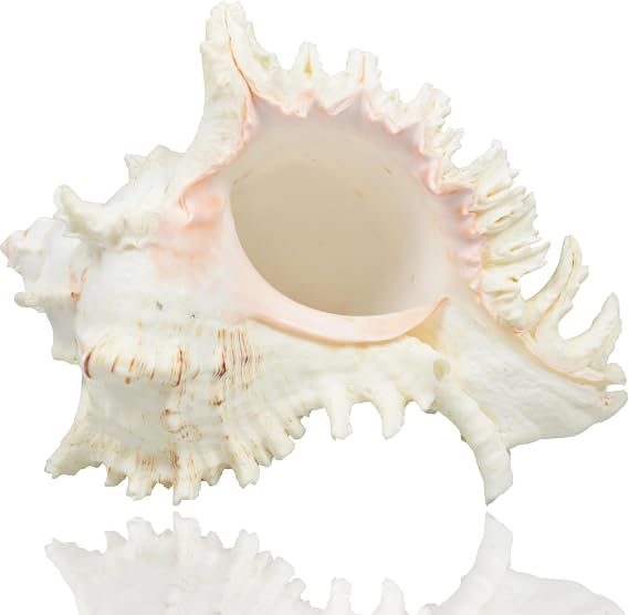 Large Natural Sea Shells, Murex Ramosus shells, Huge Ocean Conch 16-20 cm Jumbo Seashells Perfect for Wedding Decor Beach Theme Party, Home Decorations,DIY Crafts, Fish Tank