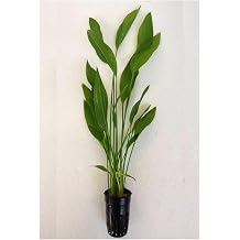 Echinodorus Argentinensis Saksı Canlı Bitki P056
