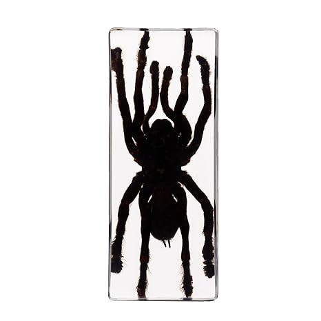Insect in Resin Specimen Bug Preserved Specimen Collection Paperweights Real Insect Tarantula Specimen, Science Education Specimen for Classroom, Biology Science Teacher Bug Collection Supplies