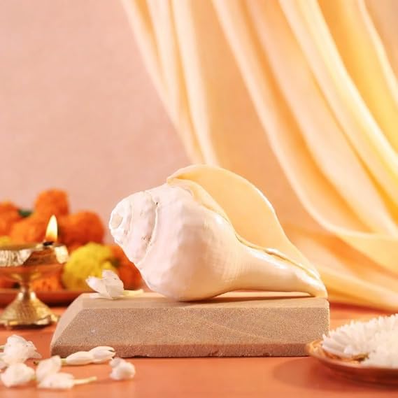 Pujashree Natural Blowing Shankh| Traditional White Conch Shell For Puja And Other Rituals | Invokes Positive Vibrations | Cleanses Aura (Large)