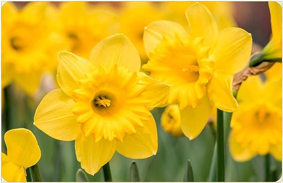 20 Yellow Daffodil Narcissus Garden Bulb Spring Flowering Tazetta Wisley Minnow