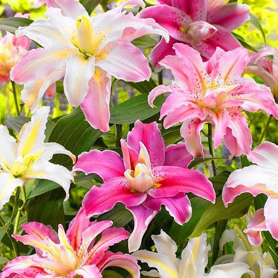 4 Mixed Colour Lilium Asiatic Lily Gardening Summer Flower Bulb Lilies Corm