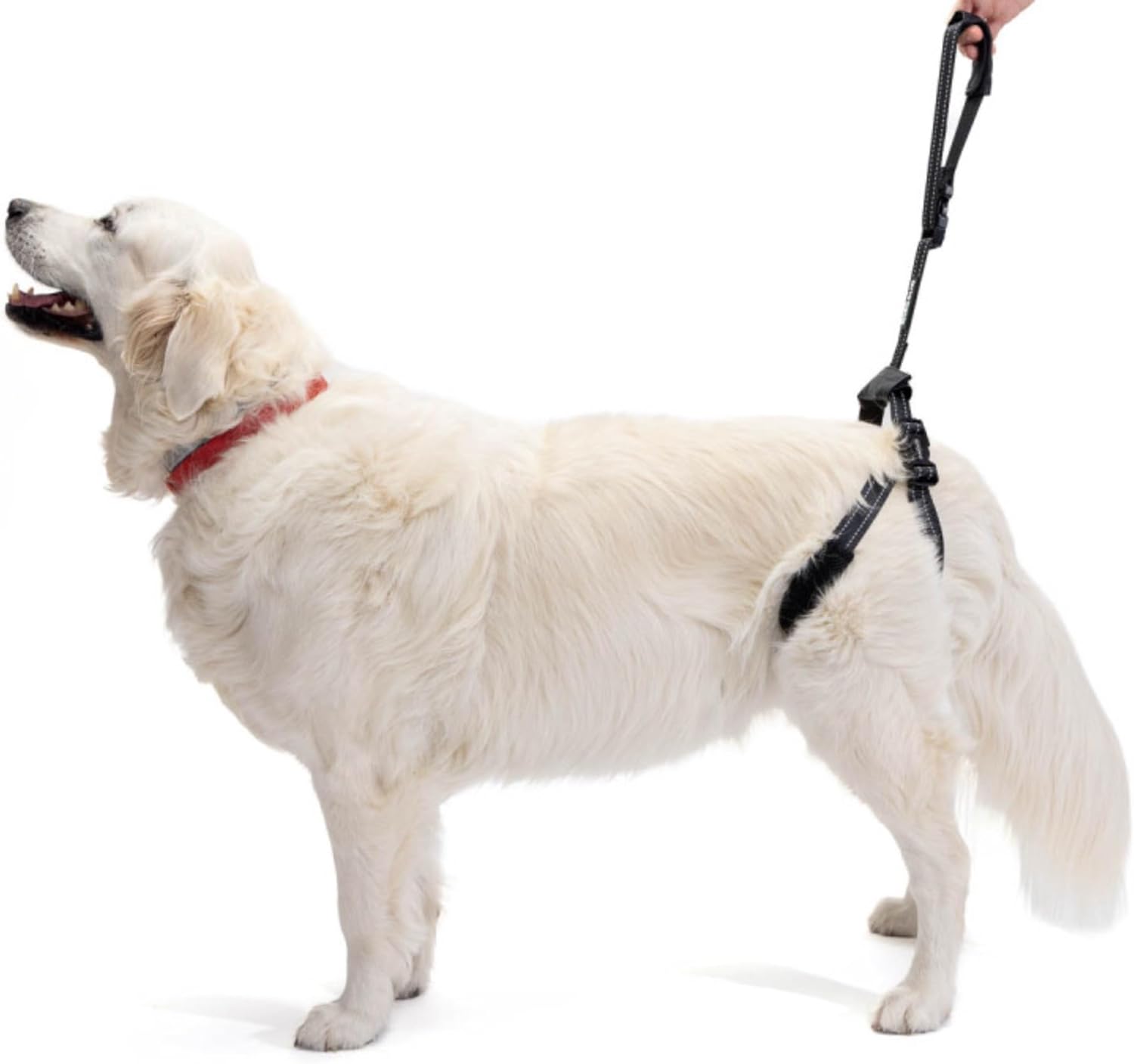 Ortocanis - Rear Harness Support for Dogs. One Size for Dogs from 4 to 55 kg