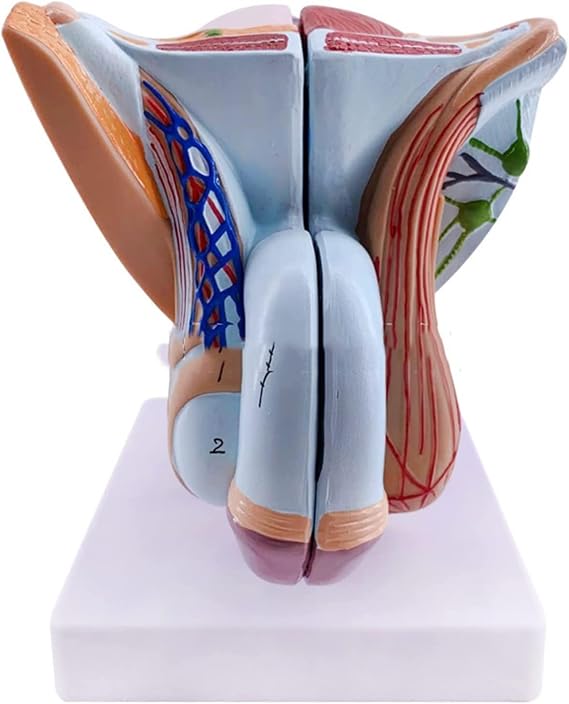 NZPOST Male Organs Model for Medical Study & Teaching - PVC Educational Model of Male Reproductive and Pelvic Muscles.