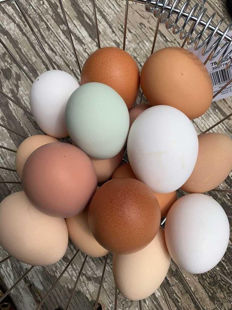 40 Fertile Chicken Eggs, Mixed Breed