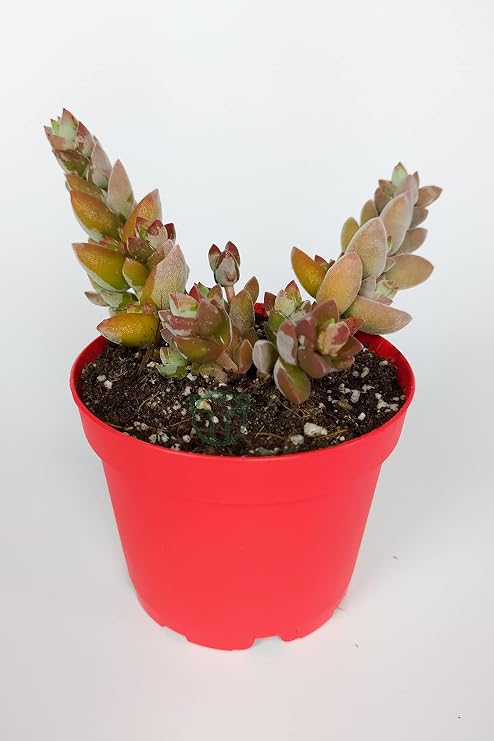 Crassula Moonglow Hybrid Ivory Tower Rare Succulent Small Pink Flower Cluster 8.5cm In Red Pot