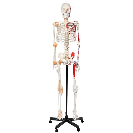 Axis Scientific Flexible Skeleton Anatomical Model | Painted and Numbered Life-Size Skeleton with Flexible Spine, Muscle Insertion and Origin Points