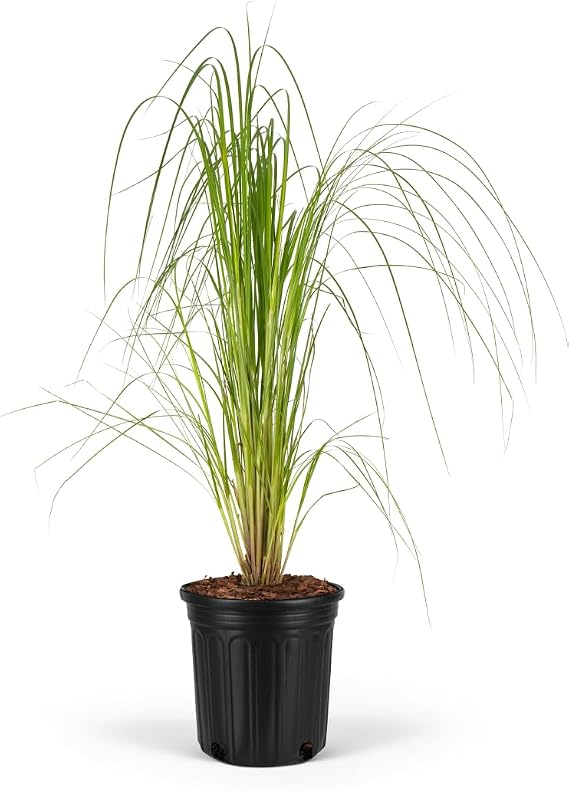 Rosea Pink Pampas Grass (2-3ft-8pack)