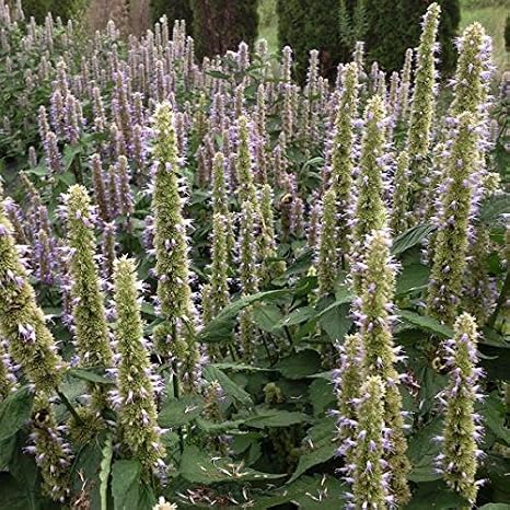 Purple Giant Hyssop 30 Seeds