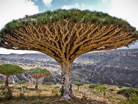 3 Draco Dragon Tree Seeds