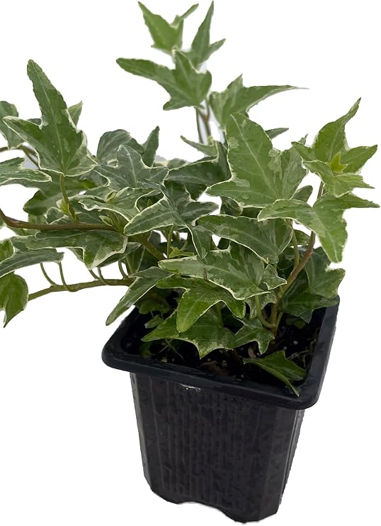 Glacier English Ivy - Hedera - 2.5" Pot Indoors