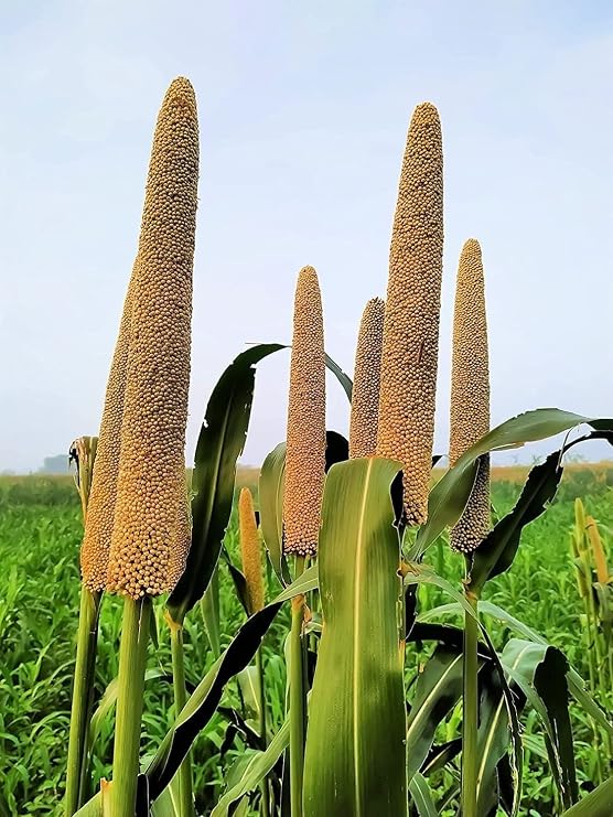 200 Seeds Pearl Millet Grass Seeds for Planting Pennisetum Glaucum Ornamental Grass eldcy (Seeds)