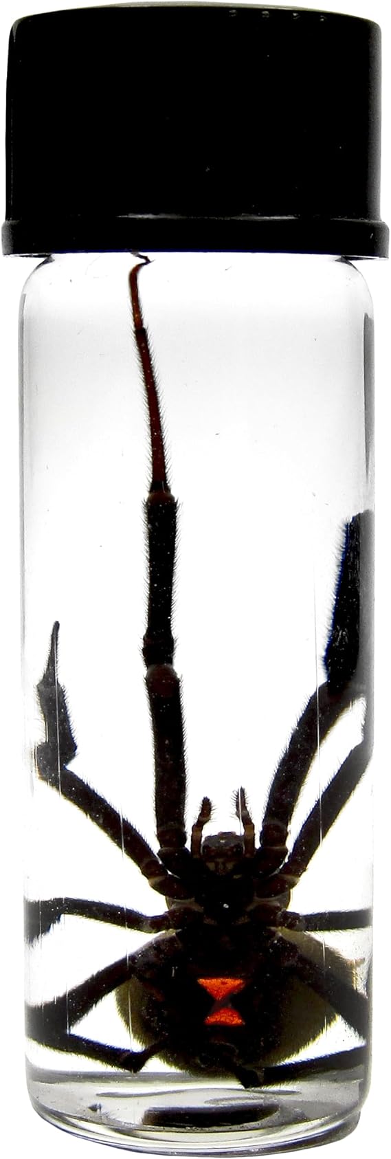 BicBugs Wet Specimen Real Black Widow Spider LATRODECTUS Preserved in Vial