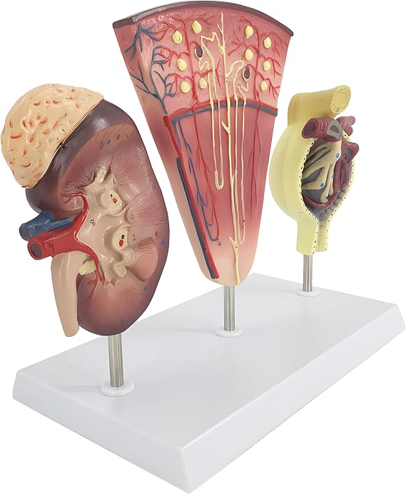 YANHAO Kidney Nephron Glomerulus Model with Accurate Anatomy Structure & Clear Texture & Digital Labeled Detachable Kidney Anatomy Model for Teaching Demonstration and Explanation