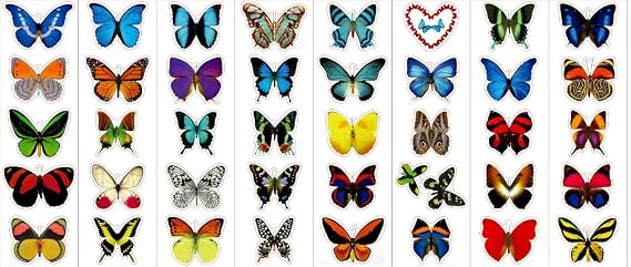 Premium Butterfly Stickers