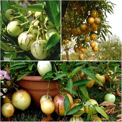 100 Pepino Melon Seeds Ginseng Fruit Sapodilla Seeds for Planting NOTSWOH