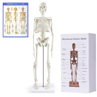 NLShan Human Skeleton Model for Anatomy: Scientific Model with Movable Arms, Legs & Display Stand - 17 Mini Human Skeleton Model for Study and Display