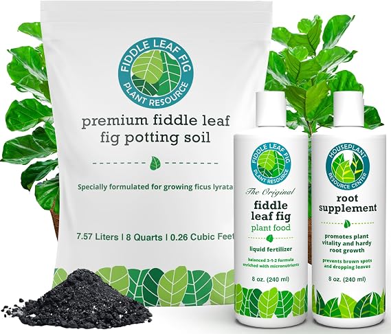 Fiddle Leaf Fig Welcome Bundle