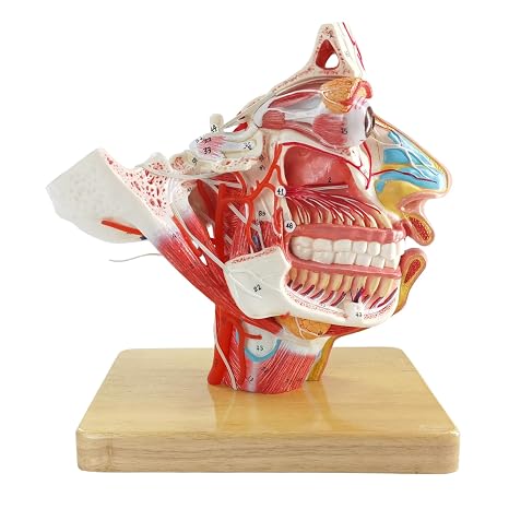 Life-Size Human Head Anatomical Model with 12 Cranial Nerves