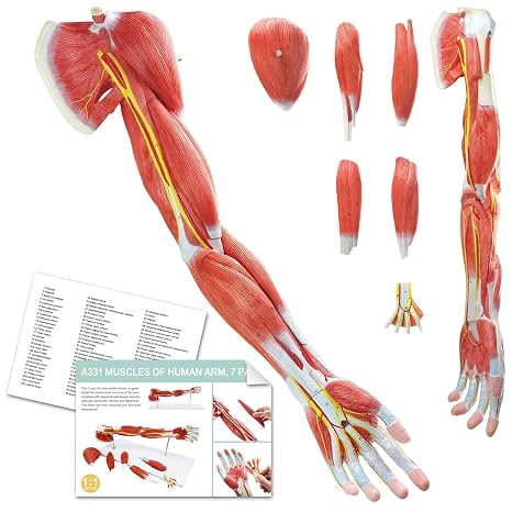 EVOTECH SCIENTIFIC Human Anatomical Muscular Arm Model, 7 Part Life Size