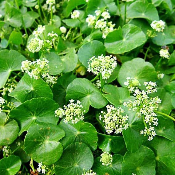 Gotu Kola Seeds (Hydrocotyl asiatica) 50 Seeds | Packaged in an airtight, watertight glass vial with cotton and moisture-absorbing silica for long-term seed storage.